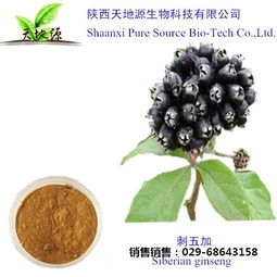 刺五加提取物 優質刺五加提取物 天地源生物科技