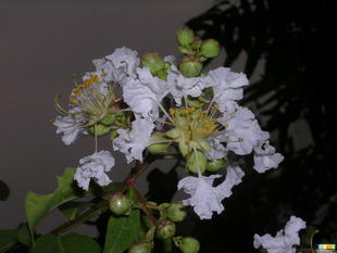 優(yōu)質白薇提取物 上海康汀生物供應10:1高純度庫存