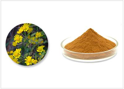 野菊花提取物的多重功效與應用前景